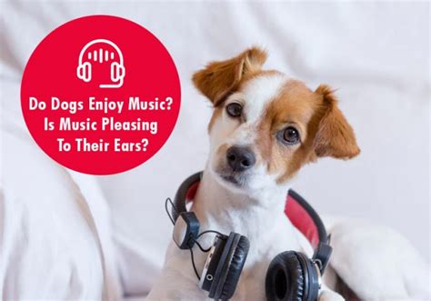 can dogs enjoy music can music affect their hearing